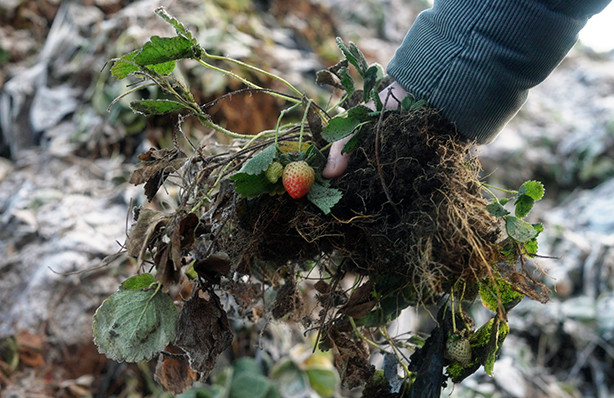 Used-coir-arrives-at-Overland
